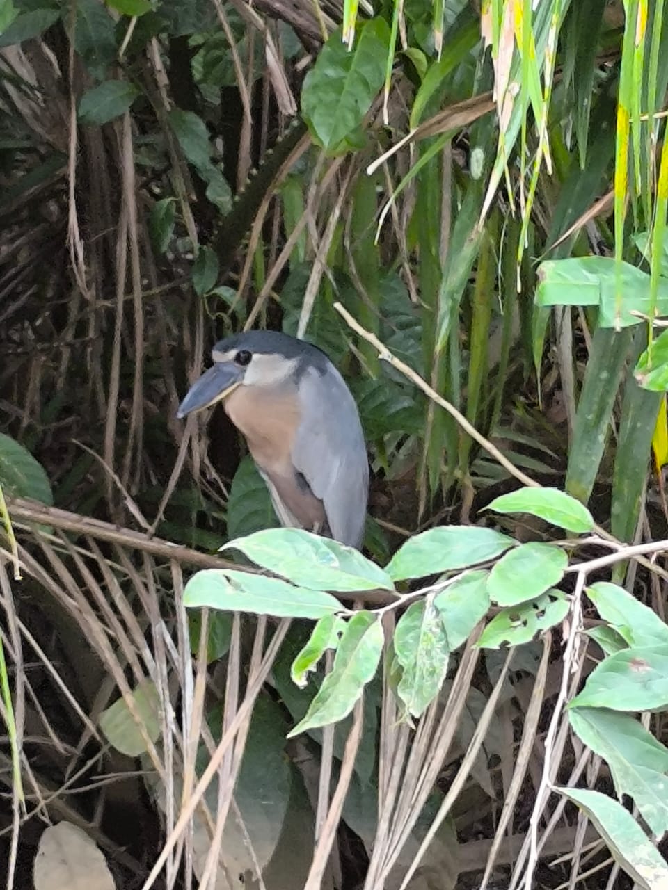 Imagen del tour de avistamiento de aves